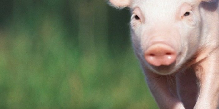 768x1024 Free download Pictures Of Cute Baby Pigs Desktop Backgrounds