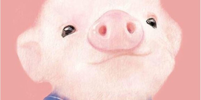 1536x2048 Cute Pigs Wallpapers