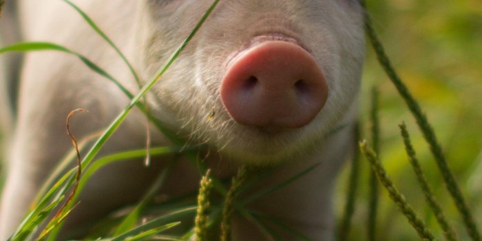 1440x2560 Free download Baby Pigs Wallpapers [5184x3456] for your Desktop