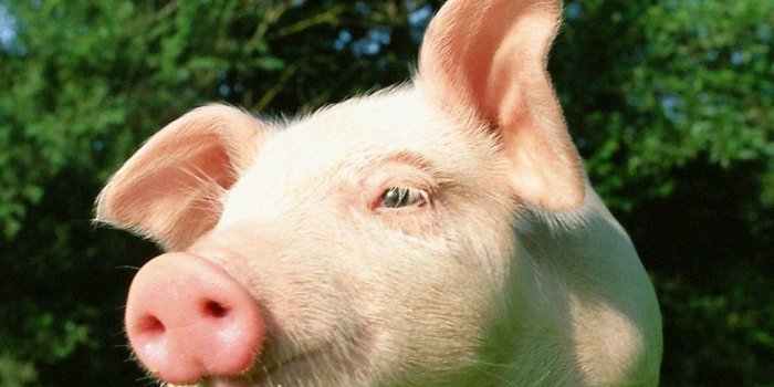 1080x1920 Pig pictures, Cute baby pigs, Pig wallpaper