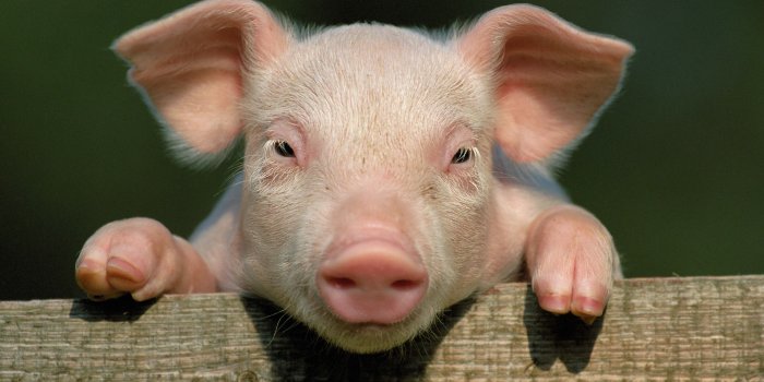 3840x2160 Cute Pig Wallpapers (63+ images)