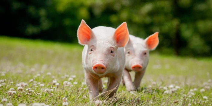 1920x1276 im.523: Baby Pig Desktop Wallpaper (1920x1276 px) - Picserio.com