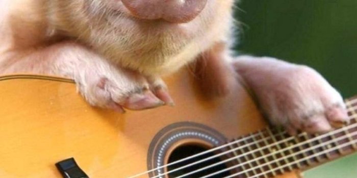 750x1334 Cute Wallpapers Of Baby Pigs - 750x1334 Wallpaper - Ecopetit.cat