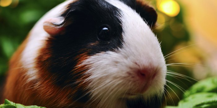 2124x1413 Baby Pigs Wallpapers - Guinea Pig Guinea Pig, Hd Wallpapers