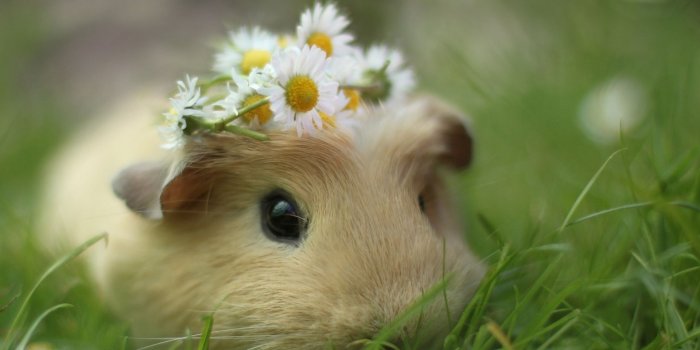 1920x1200 Super Cute Baby Guinea Pigs wallpaper Wallpapers Rodents Guinea
