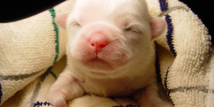 1024x768 Baby Pig Wallpaper 24032 Hd Wallpapers | Pig wallpaper, Cute pigs