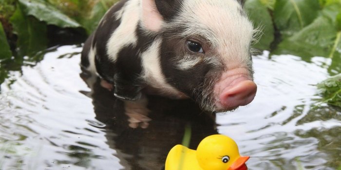 1920x1080 Baby Pig Desktop Wallpaper-23ZOS81.jpg - Picserio.com