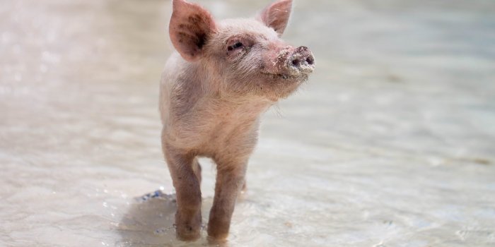 1920x1280 22 Cute Pig Wallpapers to Download for Free