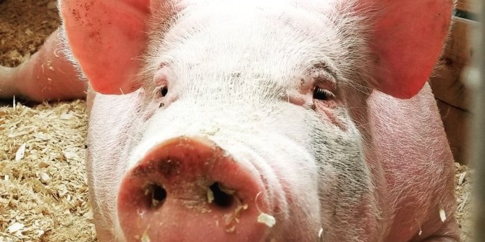 1000x1000 750+ Pig Pictures | Download Free Images & Stock Photos on Unsplash