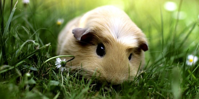 1680x1050 Pigs Wallpapers posted by Michelle Johnson