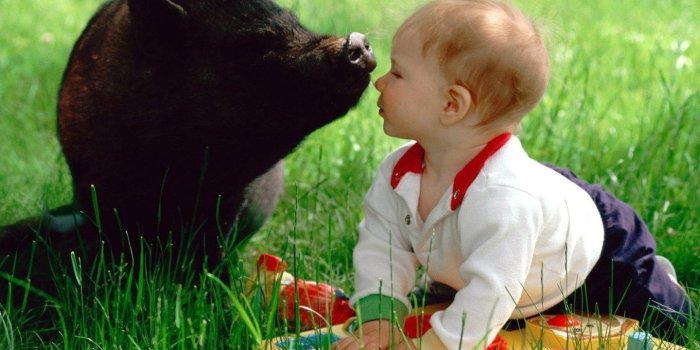 1440x900 YouWall The Baby And The Pig Wallpapers Wallpaper,wallpapers