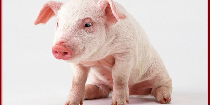 1970x1250 Cute Pig Wallpapers - Baby Pig With Wings, Hd Wallpapers