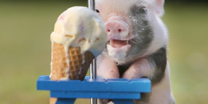 1920x1676 54 Pig HD Wallpapers | Background Images