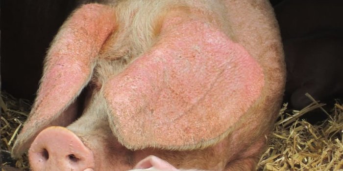 910x1366 HD wallpaper: pig, baby pig, cute, livestock, mother, nose