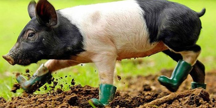 1280x1024 Free download Baby Pigs Wallpaper Pig wallpaper hd 24385 hd