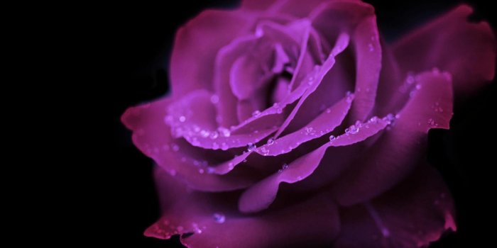 1920x1200 Mauve Wallpapers Group (52+)