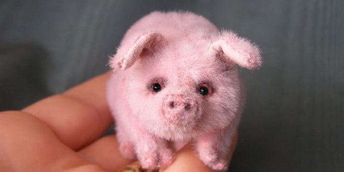 1024x768 High Quality Teacup Pig Wallpaper | Full HD Pictures