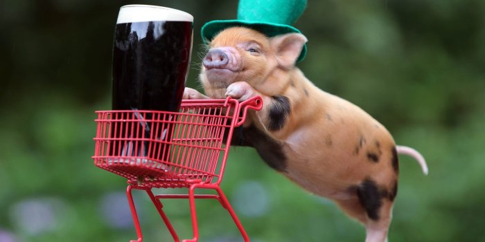 2592x1868 humor, Beer, Shopping Cart, Funny Hats, Baby Animals, Pigs