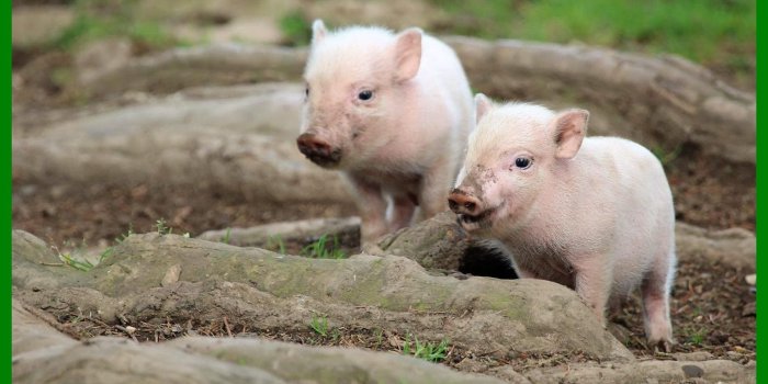 1980x1140 Baby Pig wallpapers - HD wallpaper Collections - 4kwallpaper.wiki