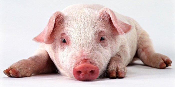 1600x1000 Free Download Pig Wallpaper In High Resolution - Free New