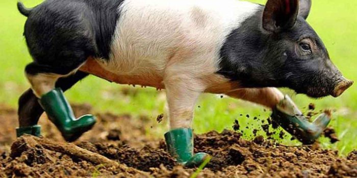 1024x768 Pig Wallpapers