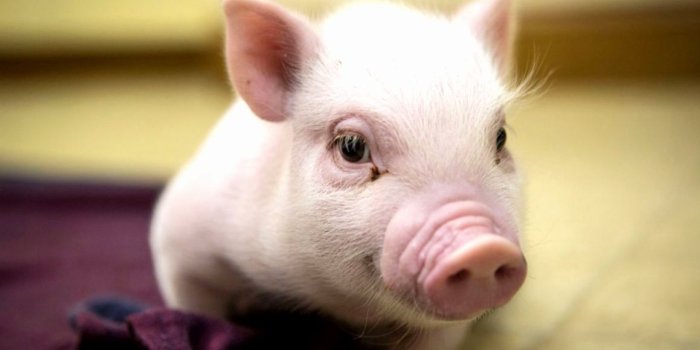 1159x781 200 Fresh Piglets Wallpaper Inspiration - Cameeron Web