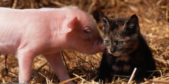 1920x1080 Super Cute Baby Guinea Pigs - Baby Cat And Baby Pig, Download