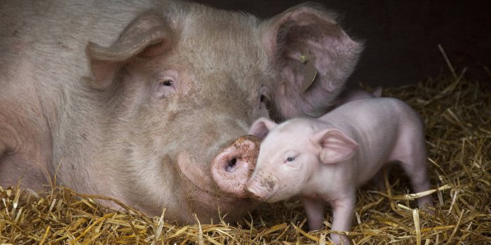 1920x1080 Baby Pig Desktop Wallpaper #D82K1SQ Picserio - Picserio.com