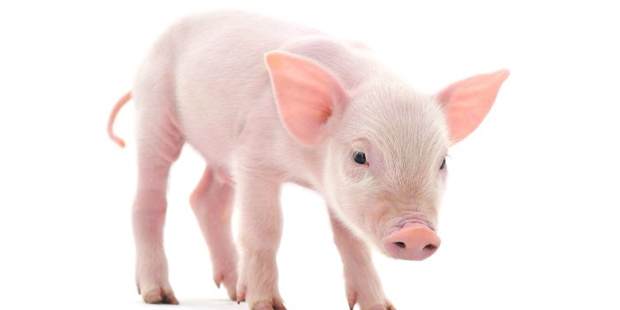 3470x2305 19457 baby pigs wallpapers
