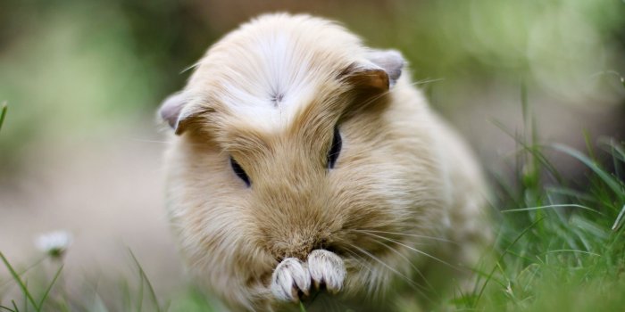 1920x1080 Best 51+ Guinea Pig Wallpaper on HipWallpaper | Guinea Pig March