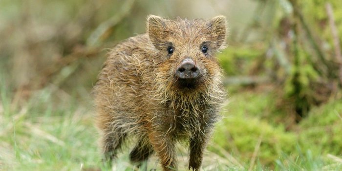 1332x850 Wallpaper forest, look, face, background, baby, pig, boar, cub