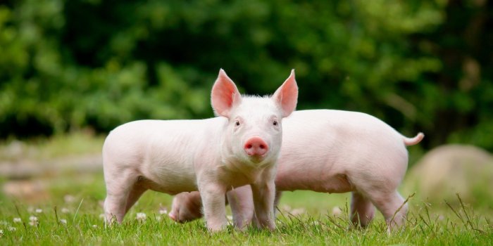 1920x1080 37 Pig Wallpapers - WallpaperBoat