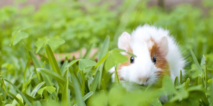 2048x1360 Guinea Pig - Guinea Pig Wallpaper Hd, Hd Wallpapers & backgrounds