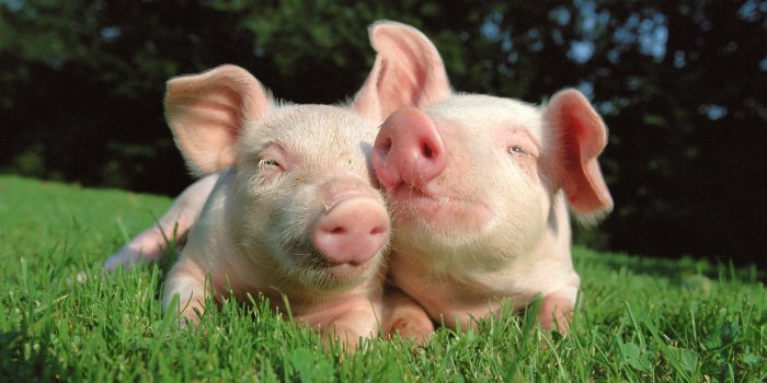 2560x1600 Baby Pigs Wallpapers - Top Free Baby Pigs Backgrounds