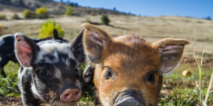 2160x1440 The Do's and Don'ts of Keeping a Baby Pig as a Pet - MyStart