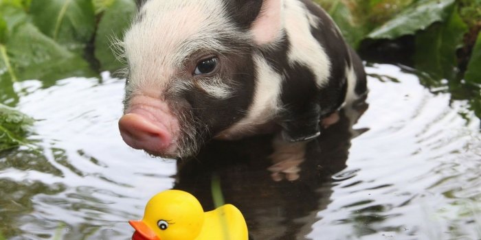 1920x1080 Black and white piglet, rubber ducks, pigs, baby animals, animals