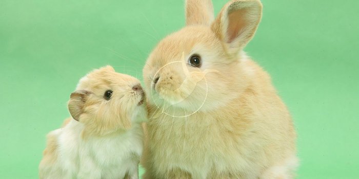 1369x958 Free download Baby Pig Wallpaper [1369x958] for your Desktop