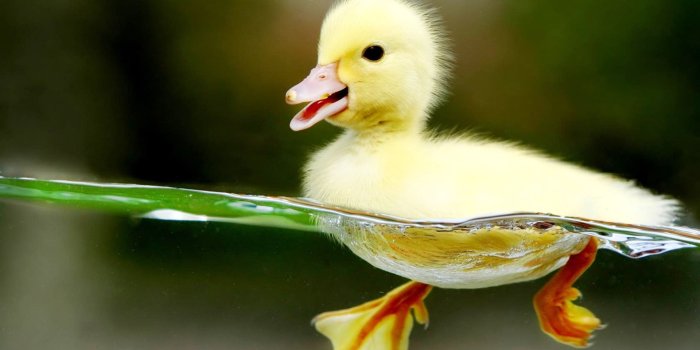 1920x1200 Baby Duck wallpaper | 1920x1200 | #74443