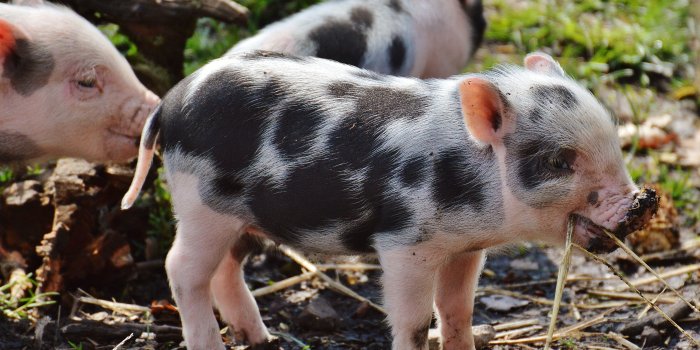 4642x3545 black and white piglet free image | Peakpx