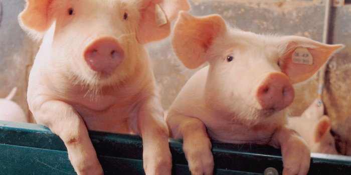 1920x1440 Two little Piggies - Pigs Wallpaper (1078267) - Fanpop