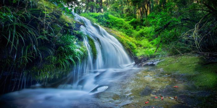 3840x2160 Wallpaper forest, 5k, 4k wallpaper, 8k, rocks trees, plants