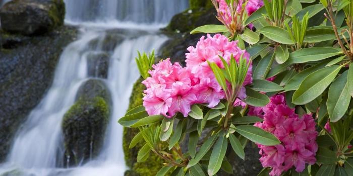 1280x800 1280x800 Spring Flowers and Waterfall desktop PC and Mac wallpaper