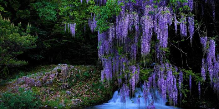 1920x1200 Wisteria Tree HD Wallpaper | Background Image | 1920x1200 | ID