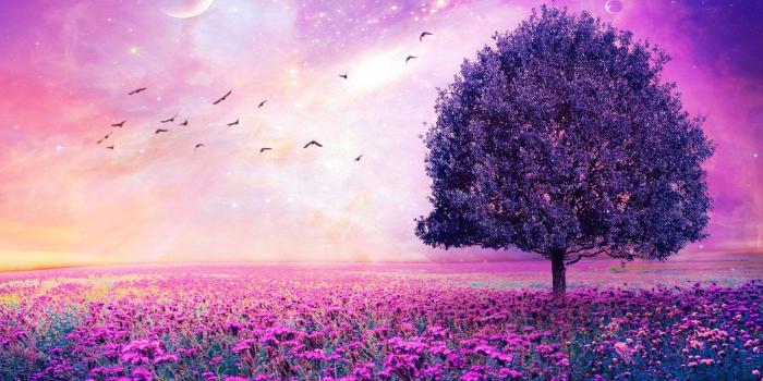 2880x1800 Purple Tree Wallpaper (51+ images)