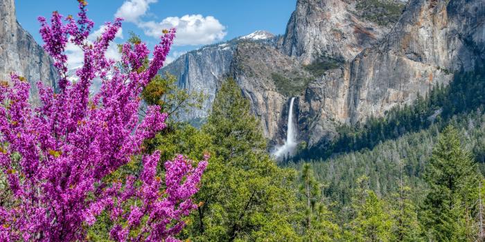 2880x1800 Wallpaper Yosemite National Park, pink flowers, forest, mountains