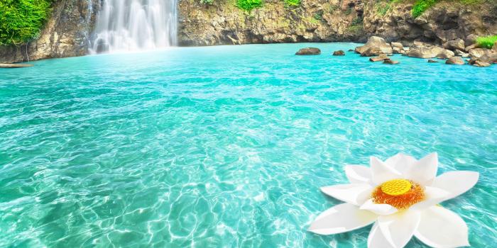 2560x1600 Flower And Waterfall Wallpaper - 2560x1600 Wallpaper - Ecopetit.cat