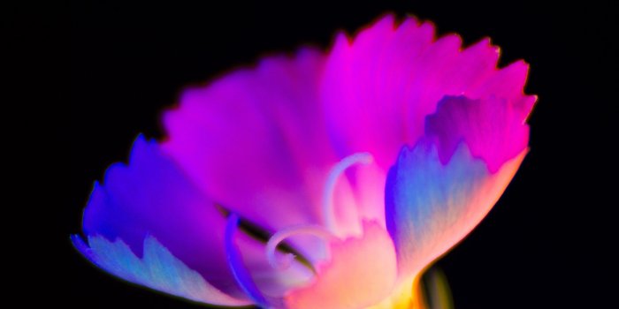 2732x2732 bg11-flower-dark-neon-color-art-wallpaper