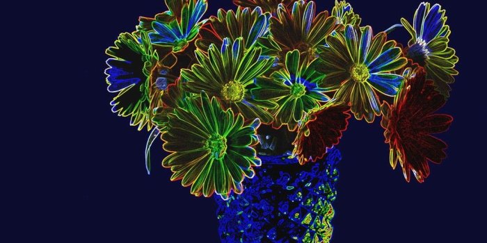 1024x768 Neon Flowers Still Life Petal Nature Vase Flower Wallpapers