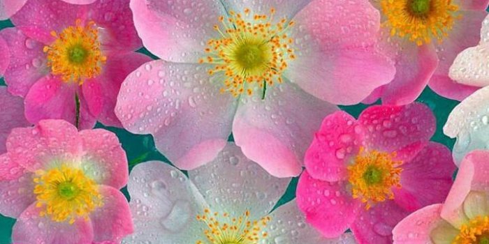 720x1280 Pink Neon Flowers wallpaper by zzzhelle - 48 - Free on ZEDGE™