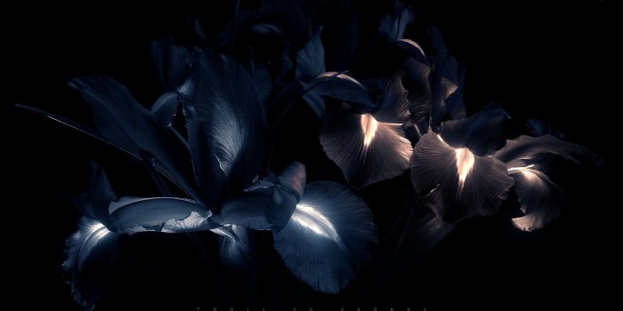 1920x1080 neon, Flowers, Black Wallpapers HD / Desktop and Mobile Backgrounds